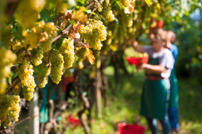 Vendemmia 2021, in calo del 10 per cento la raccolta in Liguria