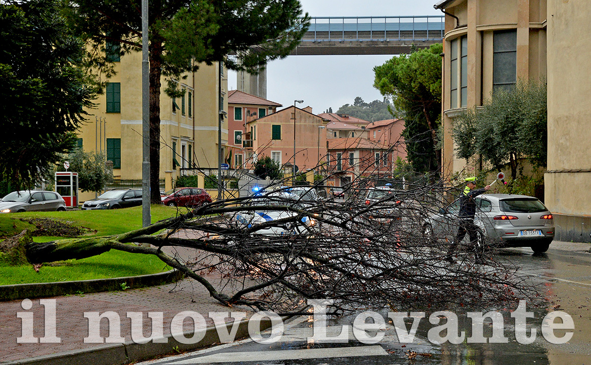 Albero sradicato dal vento, disagi a Sampierdicanne