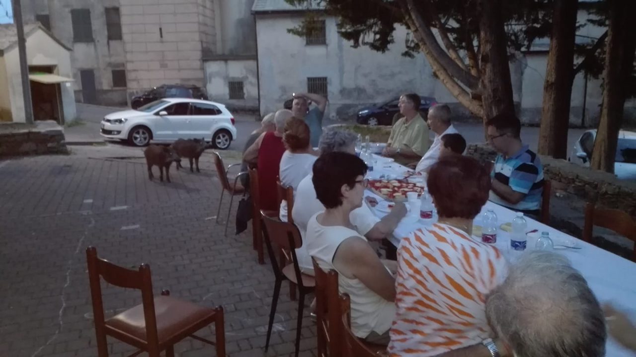 Cinghiali, quanti danni!