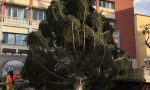 A Recco è arrivato l'albero di Natale da Ponte di Legno