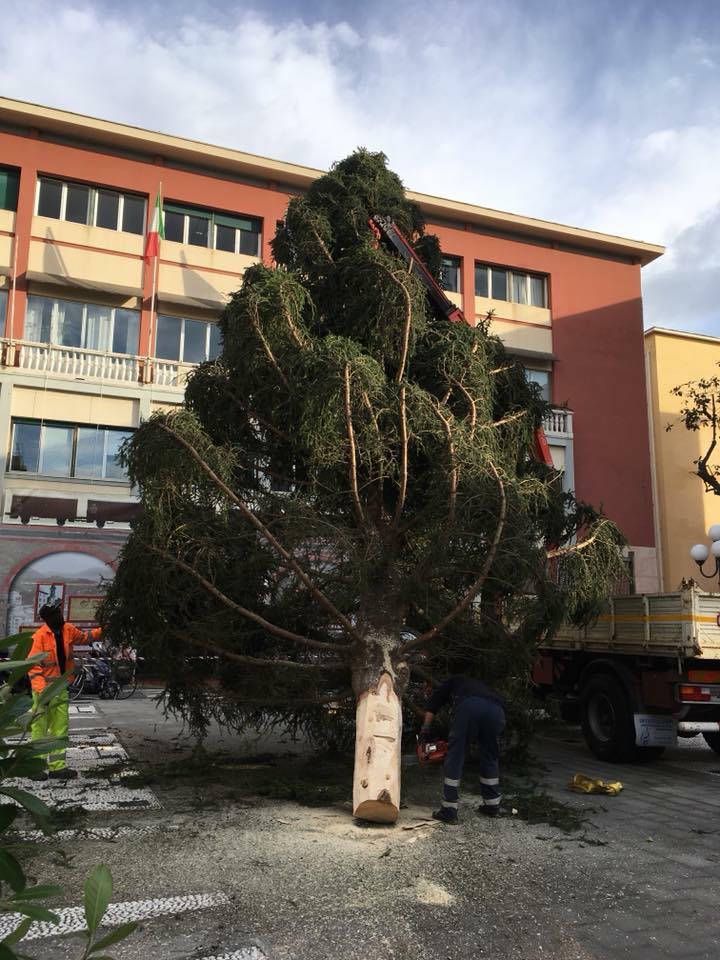 A Recco è arrivato l’albero di Natale da Ponte di Legno