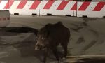 Rapallo, un cinghiale a spasso per le vie della città