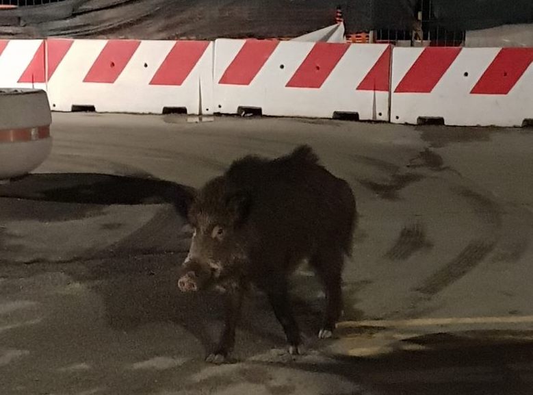 Rapallo, un cinghiale a spasso per le vie della città
