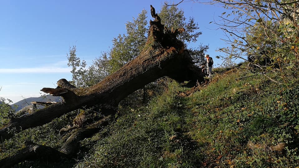 Ne, crolla improvvisamente la quercia secolare