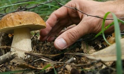 Fino al 1° ottobre divieto di raccolta funghi