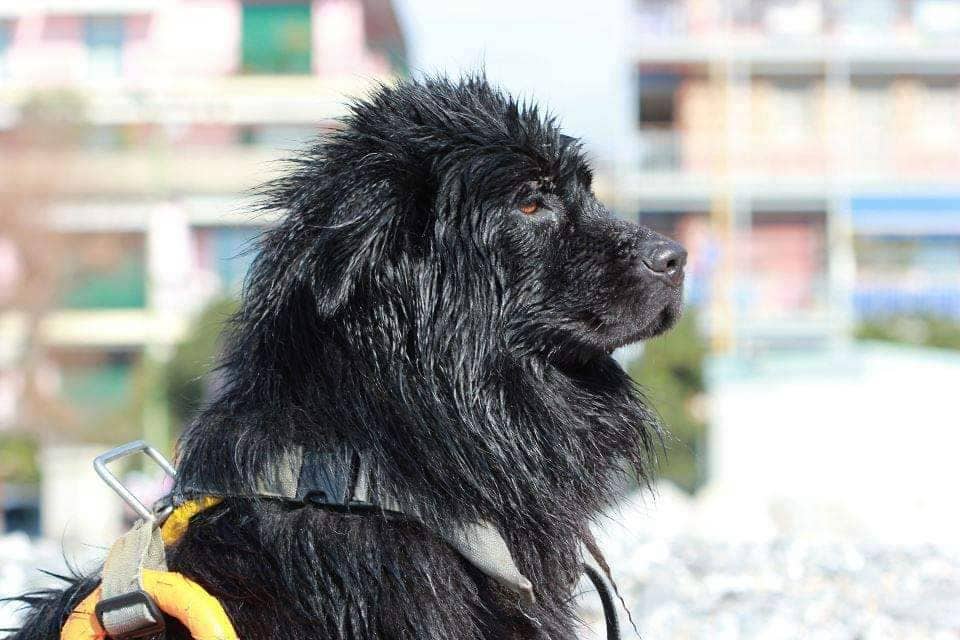 Addio Pino, cane dalla testa dura ma dal cuore d’oro