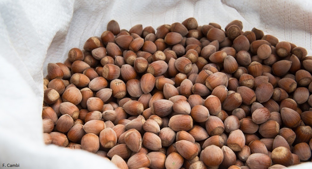 Torna l’appuntamento con il Nocciola Day