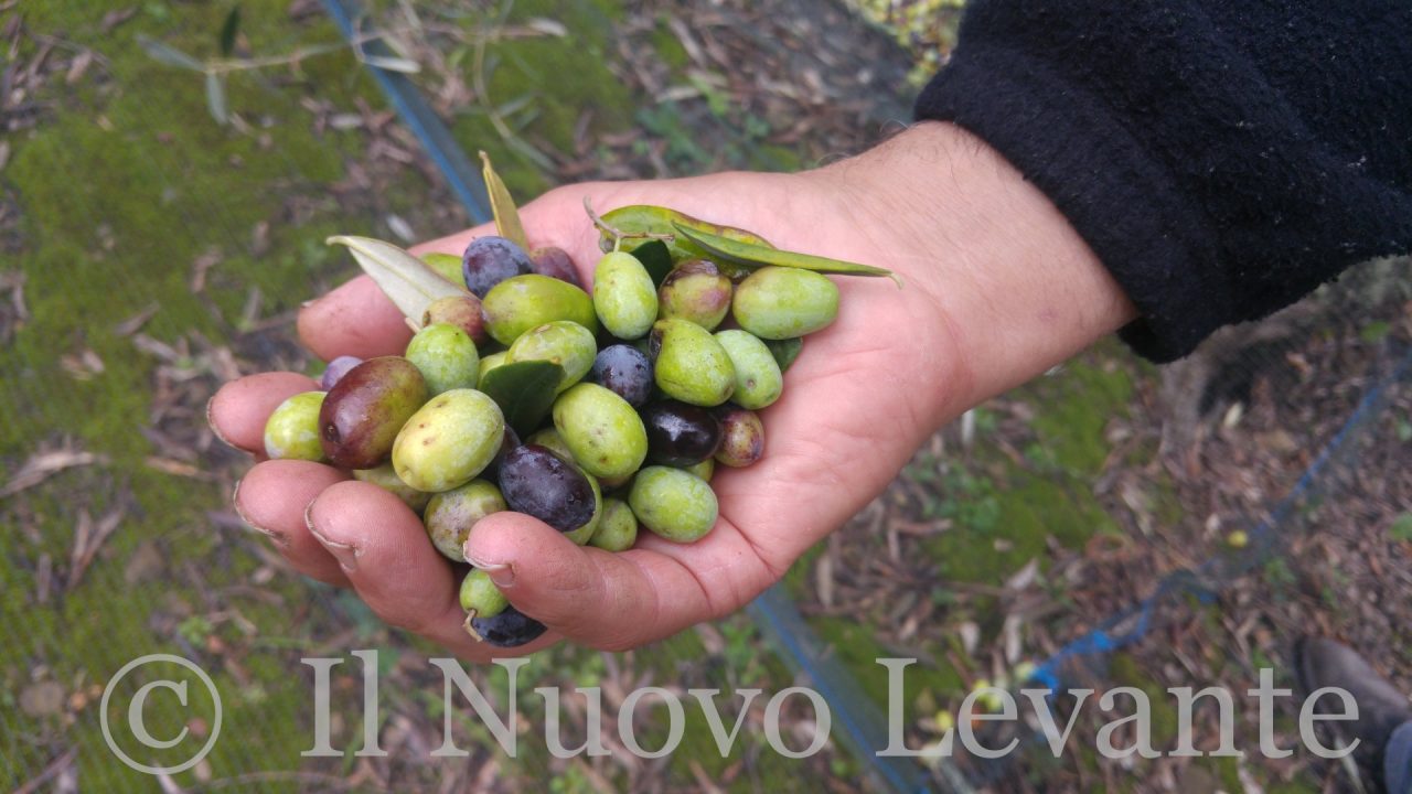 Pane & Olio, il programma del sabato