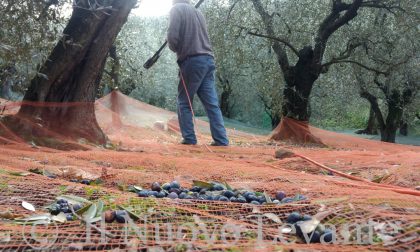 Agrofarmaci per l'oliveto, incontro dedicato a Cogorno