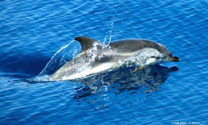 I delfini protagonisti a Uomini e Navi