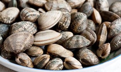 Salmonella nelle vongole vive dall’Italia ritirate dal mercato