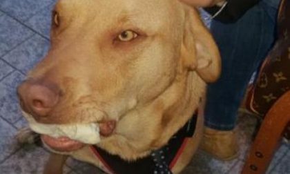 Rocky, da cane abbandonato a terapista