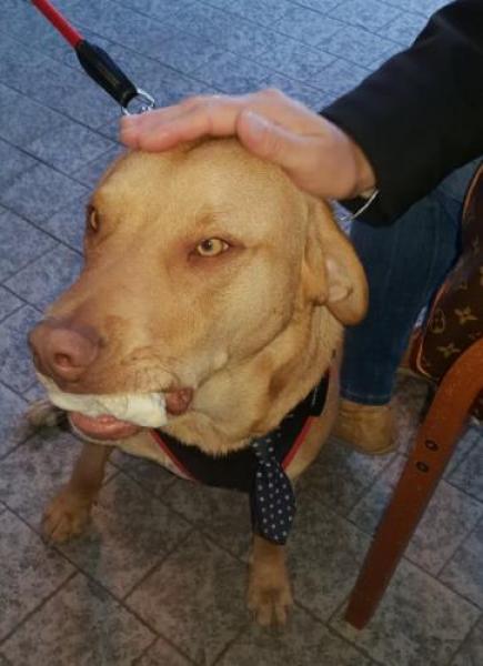 Rocky, da cane abbandonato a terapista