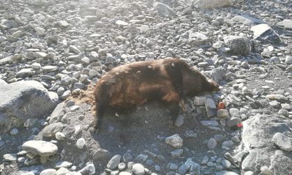 Chiavari, trovata la carcassa di un cinghiale in spiaggia