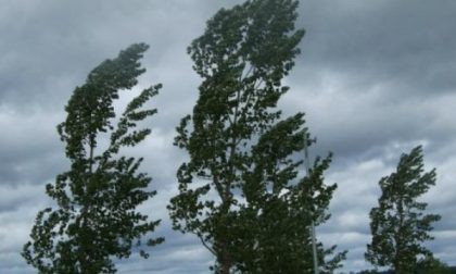 Albero cade su un'auto parcheggiata