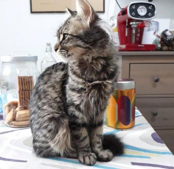 Procaccini alla ricerca del gatto smarrito
