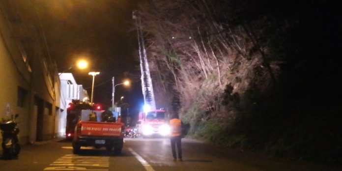 Carasco, cade un albero in via Pontevecchio