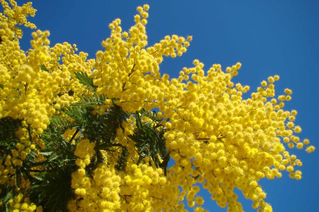Pieve Ligure: al via la gara di cucina Casseruola Gialla 2019