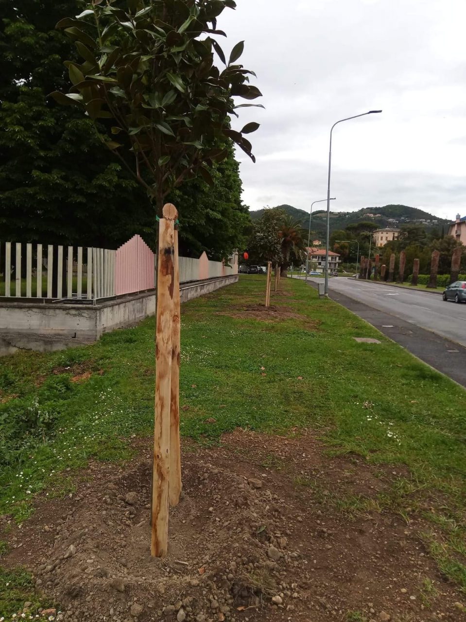 Sostituzione palme, partiti i lavori