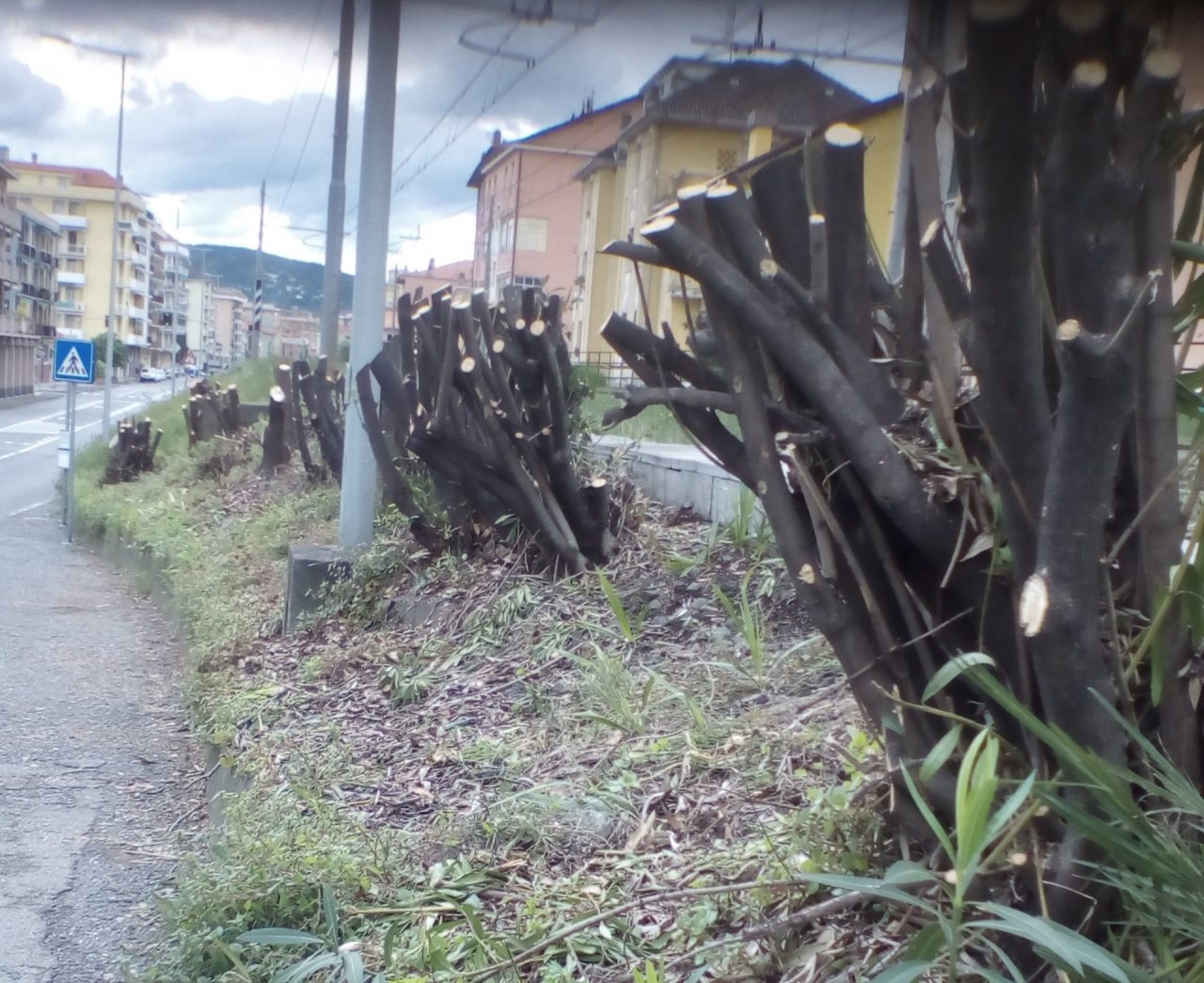 Lavagna: tagliati gli alberi lungo la ferrovia