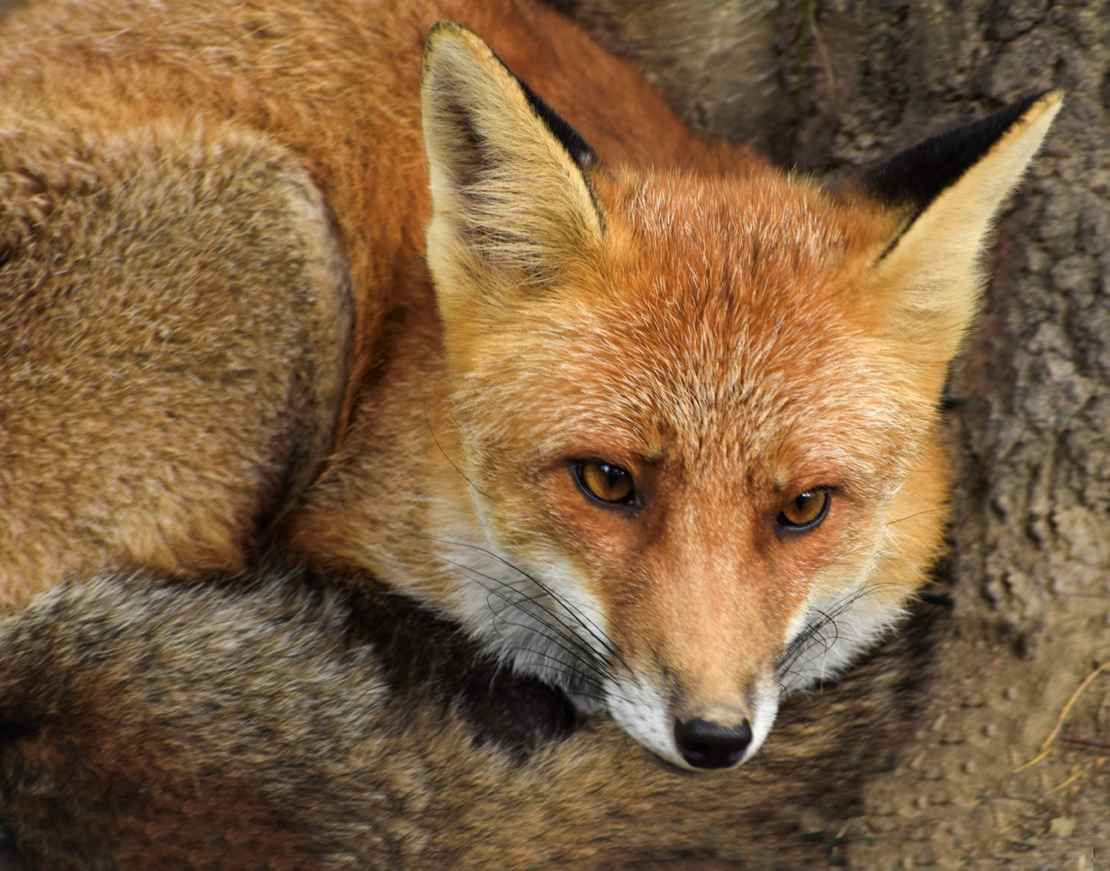 “Li proteggiamo, tutti”: venerdì 31 a Recco la conferenza Enpa sugli animali selvatici