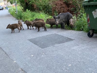 L’ emergenza cinghiali continua
