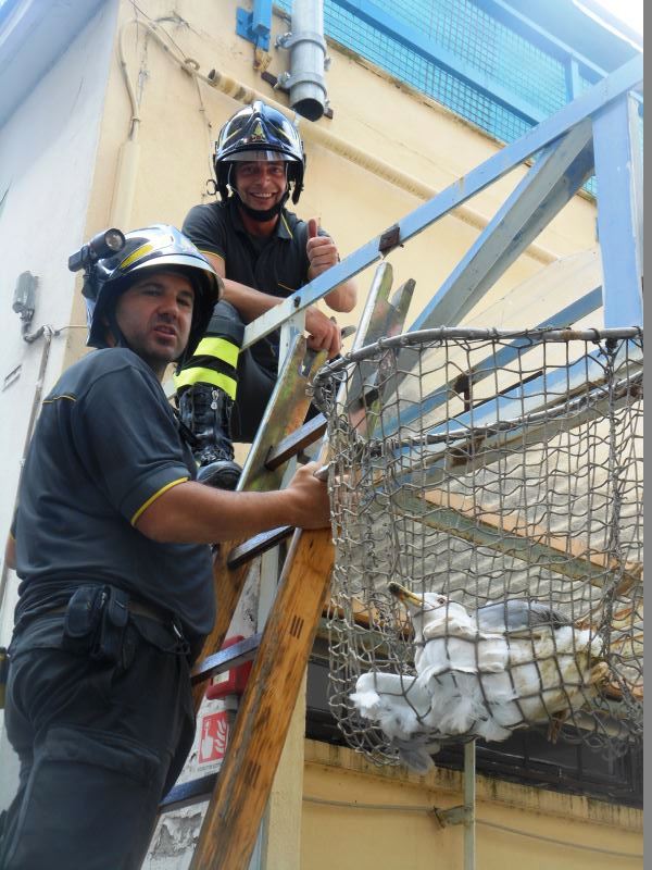 I Vigili del Fuoco salvano un gabbiano in difficoltà
