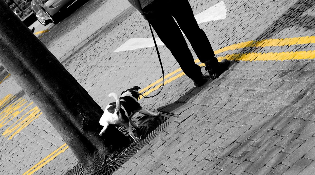 Recco, intensificati i controlli sui possessori di cani