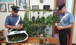 Marijuana, sequestrate 65 piantine ad Avegno