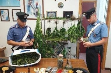 Marijuana, sequestrate 65 piantine ad Avegno