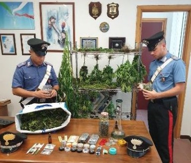 Marijuana, sequestrate 65 piantine ad Avegno