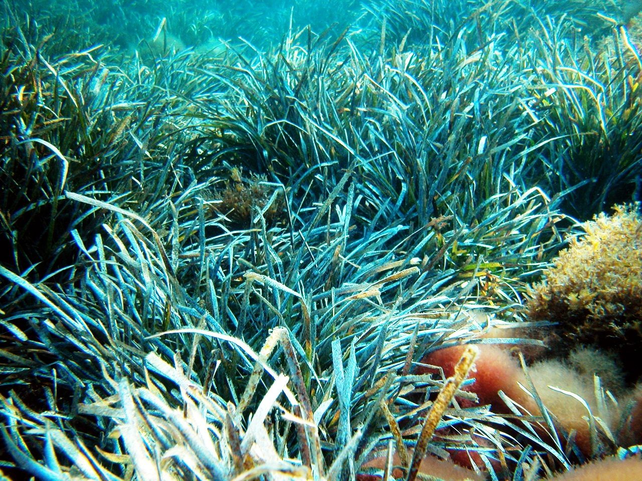 Inizia oggi il Posidonia Green Festival