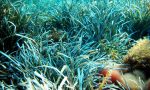 Recco, domani, pulizia della spiaggia e del fondo marino