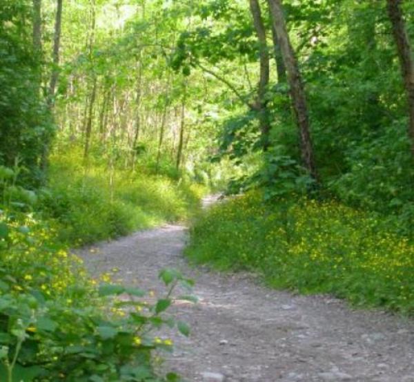 Forest Bathing al Lago Delle Lame