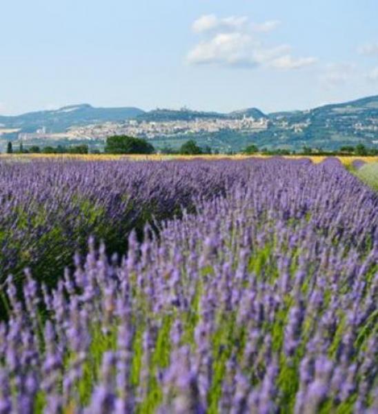 Borzonasca, “Profumi, suoni e benessere”