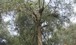 "Che albero sei?", attività di educazione ambientale a Moneglia