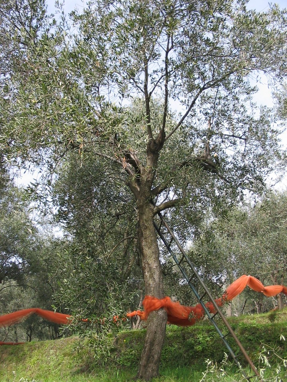 “Che albero sei?”, attività di educazione ambientale a Moneglia