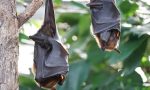 Parco Portofino, la Bat-Escursione alla scoperta dei pipistrelli