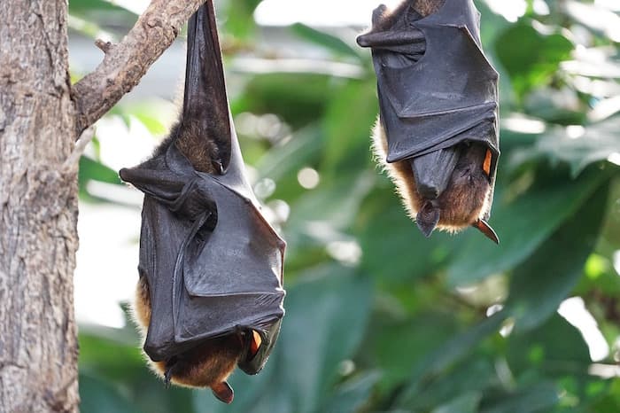 A Rezzoaglio una serata dedicata ai pipistrelli