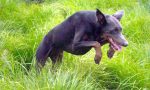 Traffico illegale di cani di razza scoperto alle Cinque Terre