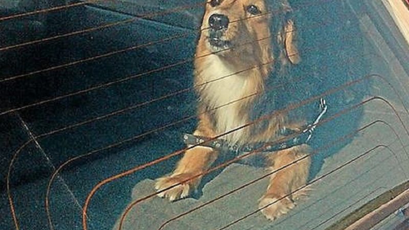 Abbandona il cane nell’auto sotto il sole, denunciata