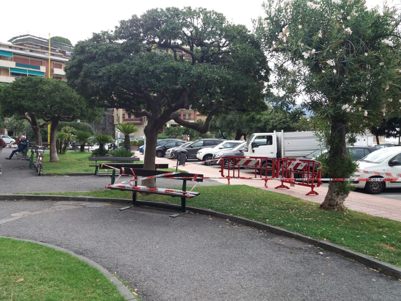 Recco, pitosforo pericolante: taglio urgente