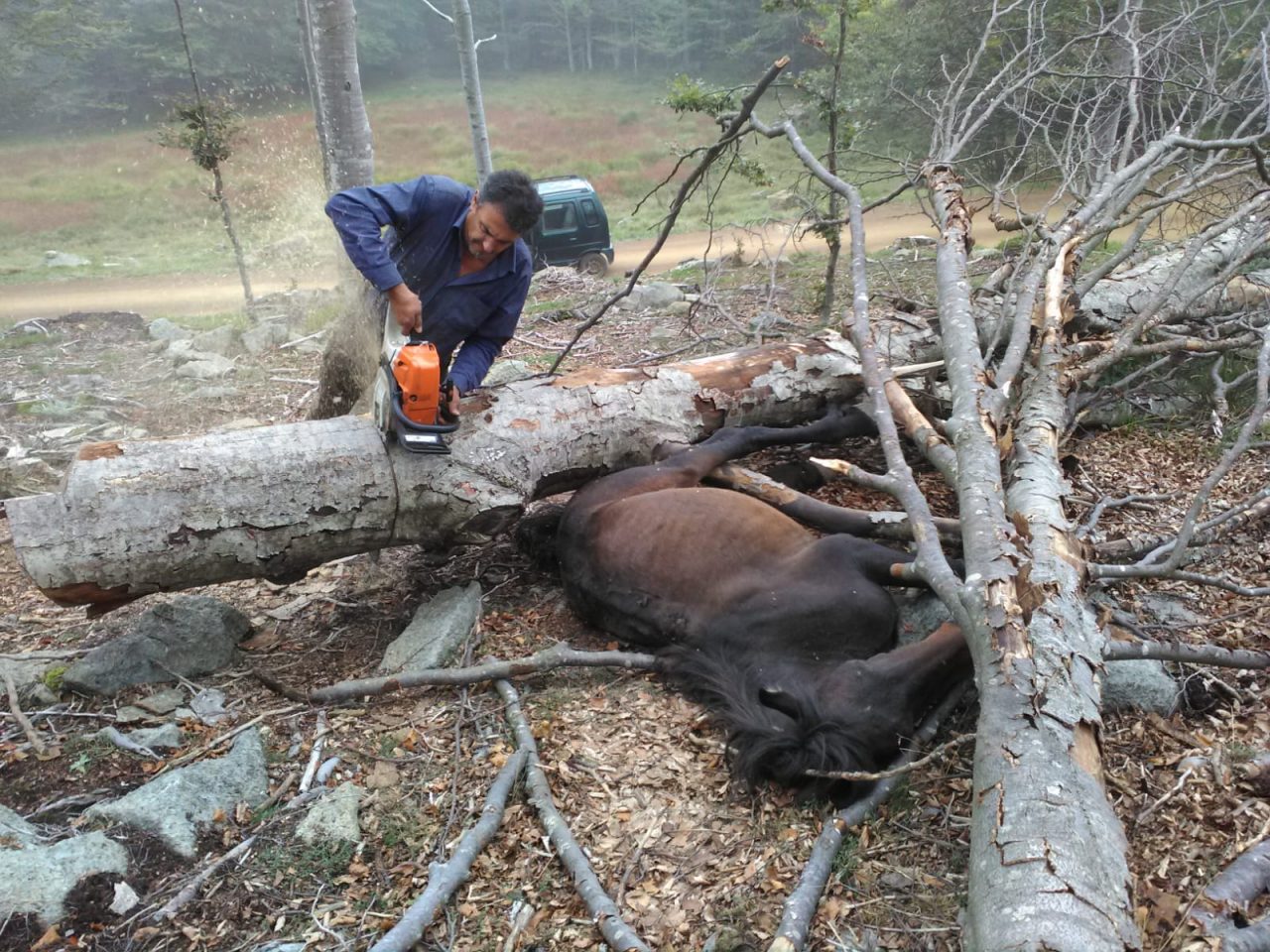 Cavallo selvaggio incastrato fra i tronchi, liberato dalle guardie Fipsas