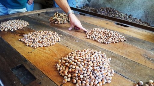 Un weekend di vino, nocciole, cavalli e funghi nelle Valli dell’Aveto