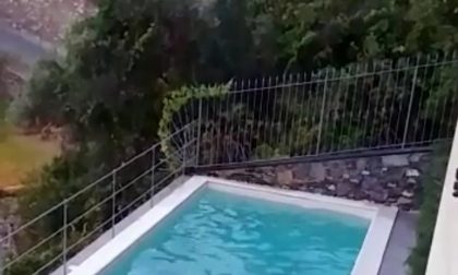 Tuffo in piscina per un cinghiale a Rapallo