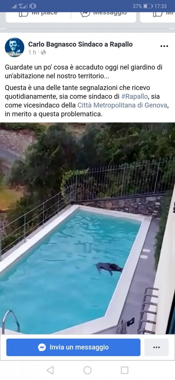 Tuffo in piscina per un cinghiale a Rapallo