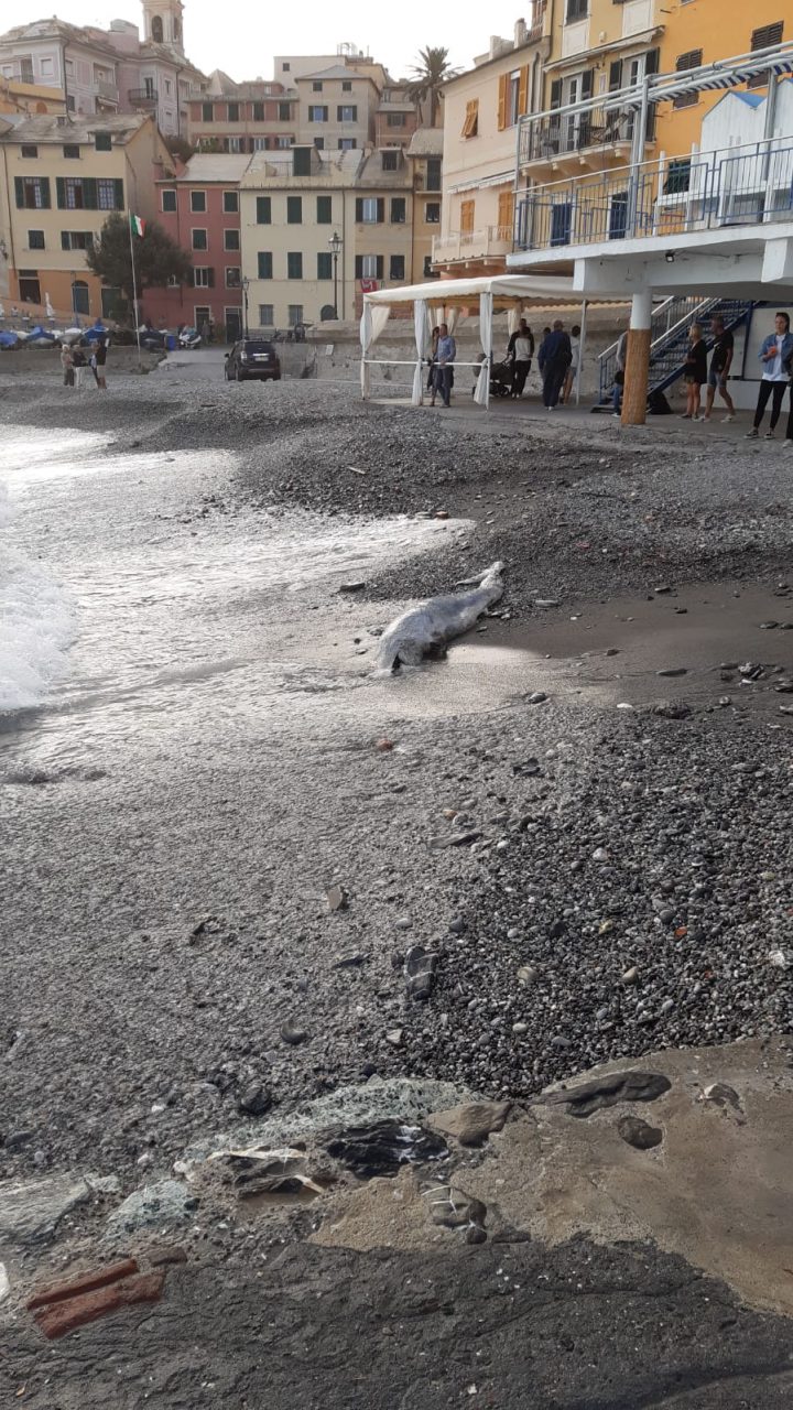 Delfino senza vita spiaggiato