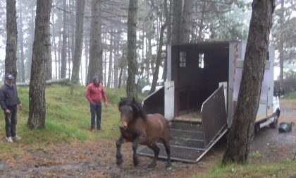 Liberato cavallo selvaggio: «Era stato catturato per la macellazione clandestina»