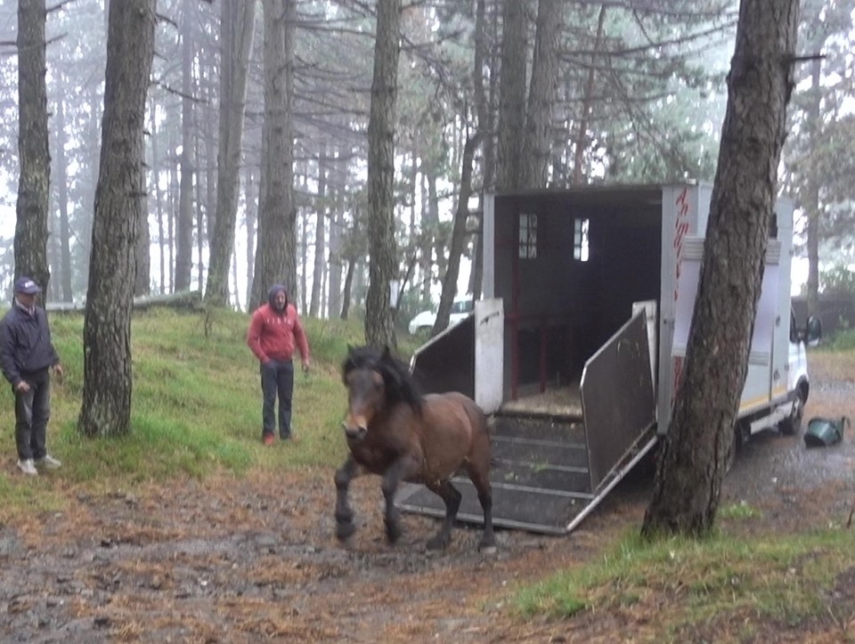 Liberato cavallo selvaggio: «Era stato catturato per la macellazione clandestina»