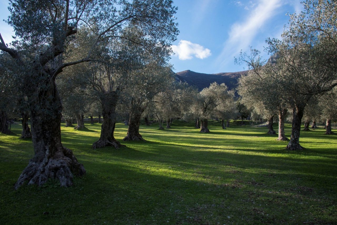 Città dell’olio, la camminata tra gli ulivi anche a Ne